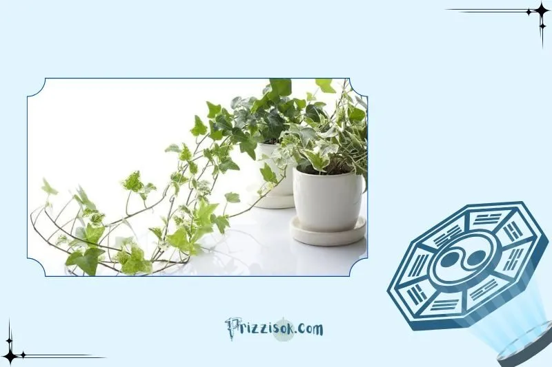 Cách trồng cây thường xuân phong thủy đúng chuẩn