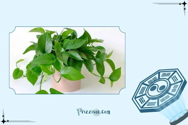 Cách trồng cây trầu bà để luôn xanh tốt