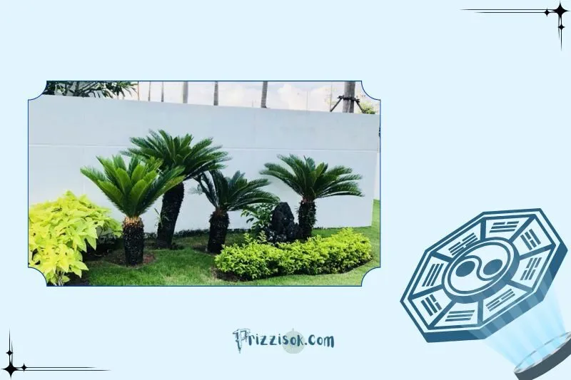 Cách trồng cây vạn tuế đúng kỹ thuật