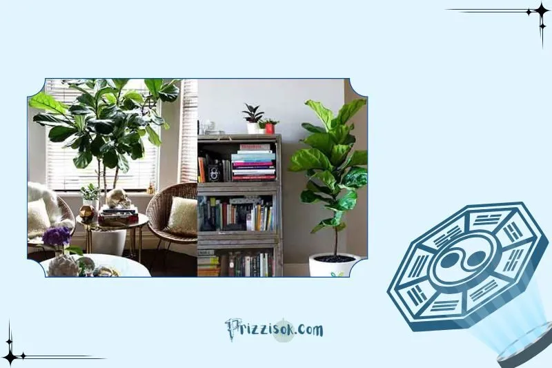 Cách trồng và chăm sóc cây bàng Singapore