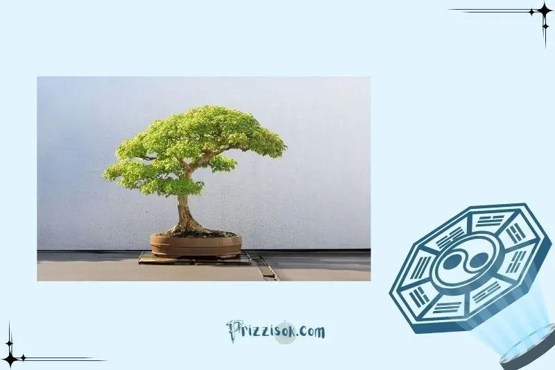 Cách trồng và chăm sóc cây bonsai phong thủy đúng cách