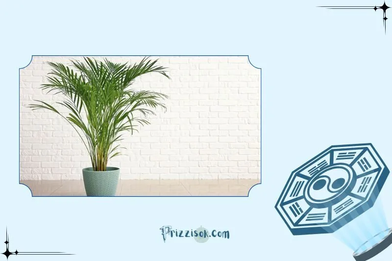 Cách trồng và chăm sóc cây cau cảnh