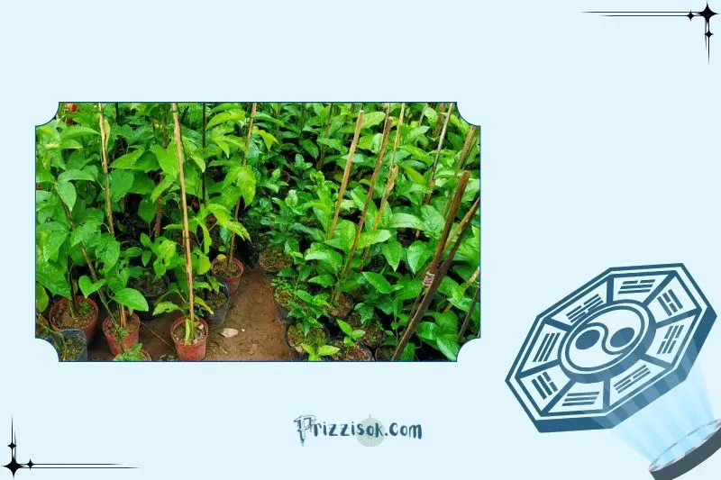 Cách trồng và chăm sóc cây chanh leo phong thủy