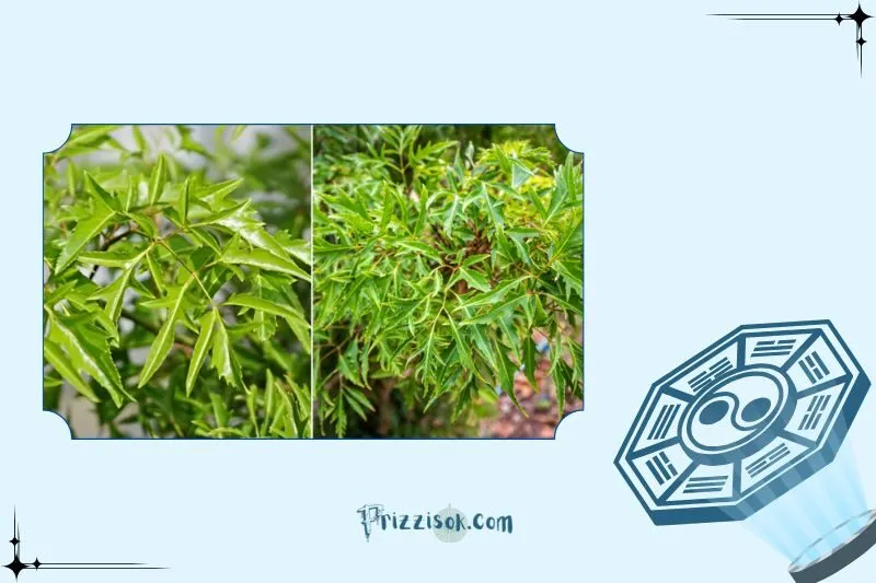 Cách trồng và chăm sóc cây đinh lăng phong thủy