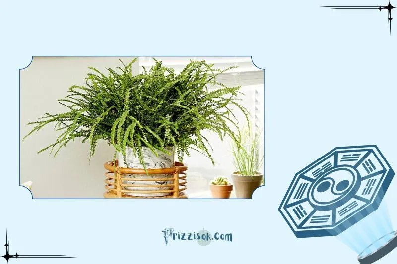Cách trồng và chăm sóc cây dương xỉ để luôn xanh tốt