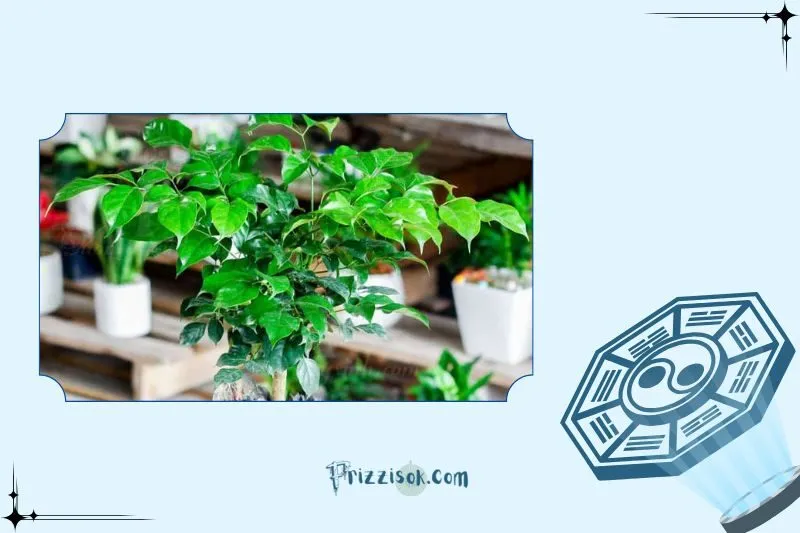 Cách trồng và chăm sóc cây hạnh phúc để cây luôn xanh tốt