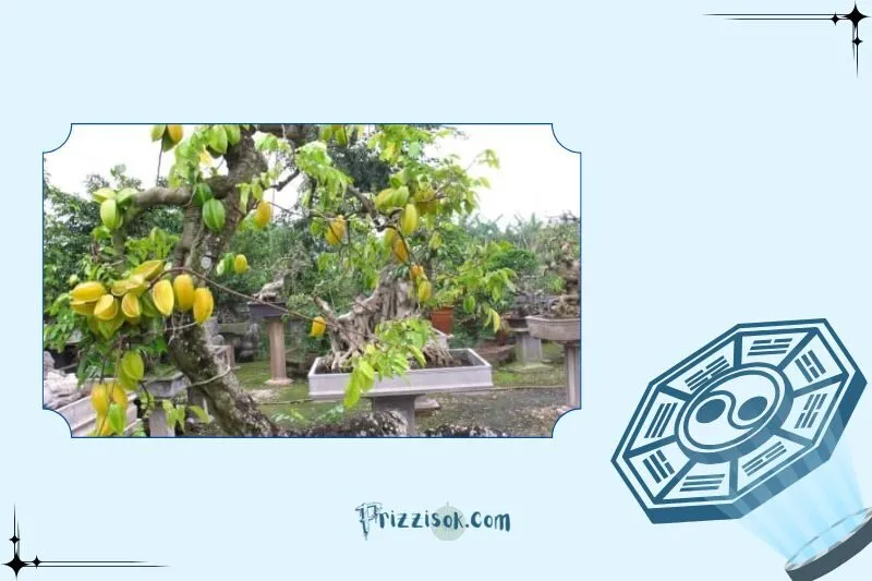 Cách trồng và chăm sóc cây khế phong thủy