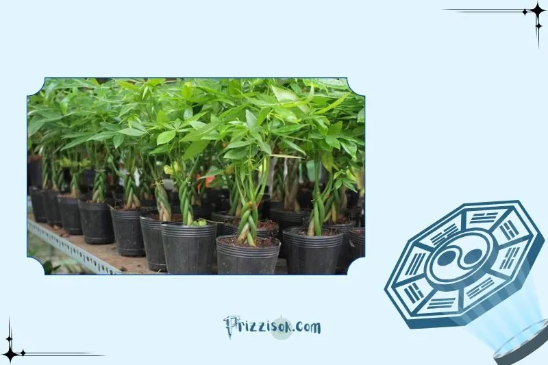 Cách trồng và chăm sóc cây kim ngân