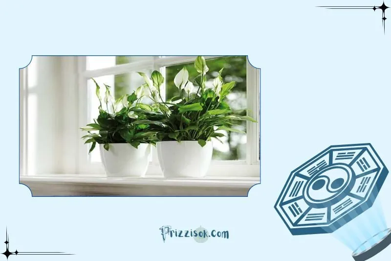 Cách trồng và chăm sóc cây lan ý để phát triển tốt nhất