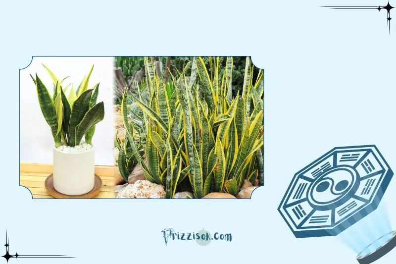 Cách trồng và chăm sóc cây lưỡi hổ để cây phát triển tốt