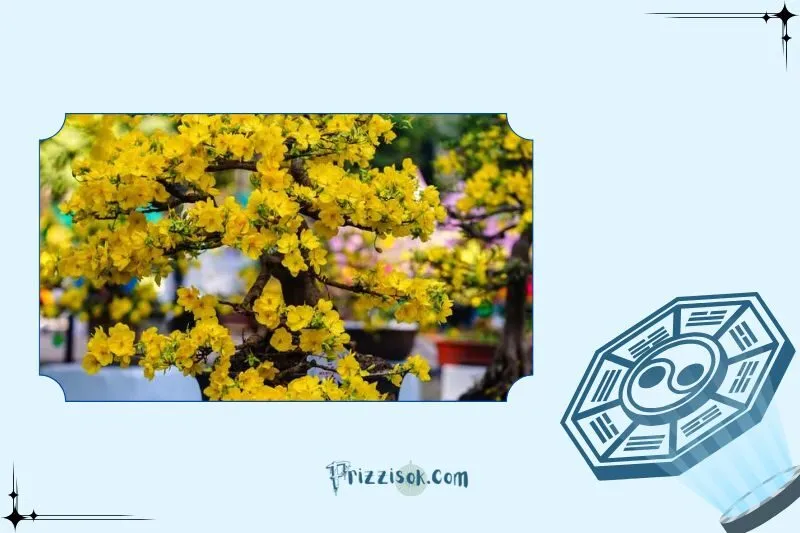 Cách trồng và chăm sóc cây mai vàng để cây phát triển tốt nhất