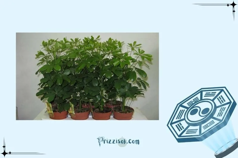 Cách trồng và chăm sóc cây ngũ gia bì để luôn xanh tốt