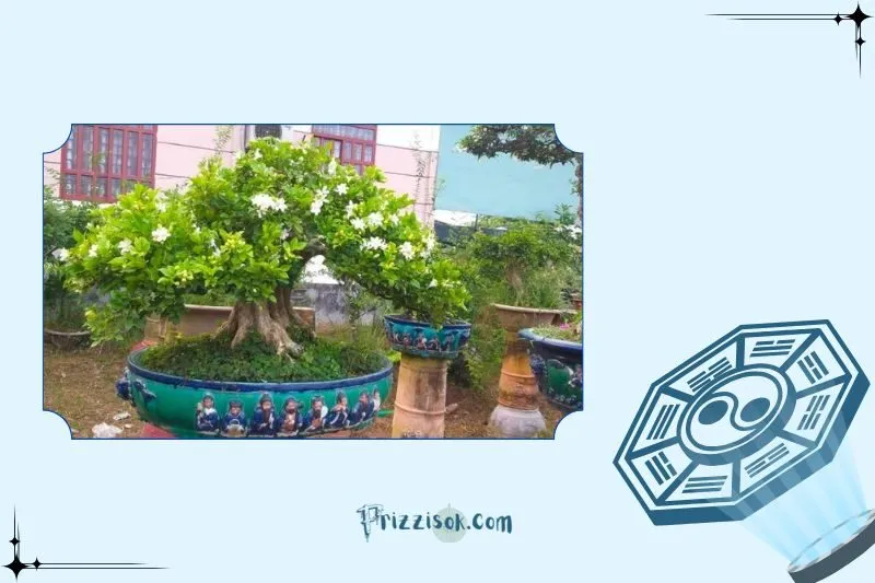 Cách trồng và chăm sóc cây nguyệt quế phong thủy