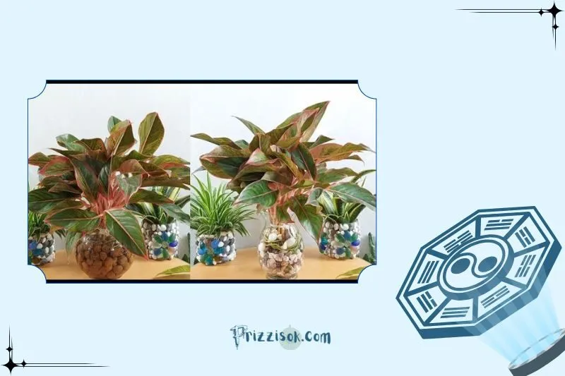 Cách trồng và chăm sóc cây phú quý đúng cách