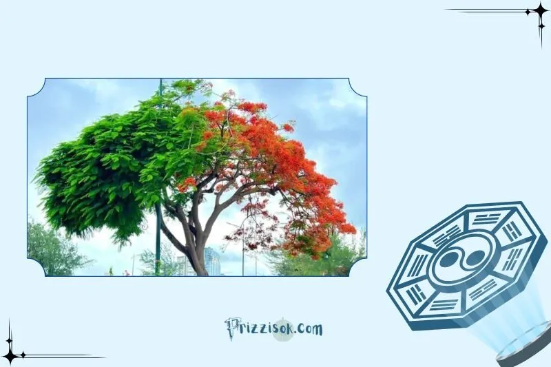 Cách trồng và chăm sóc cây phượng vĩ đúng kỹ thuật
