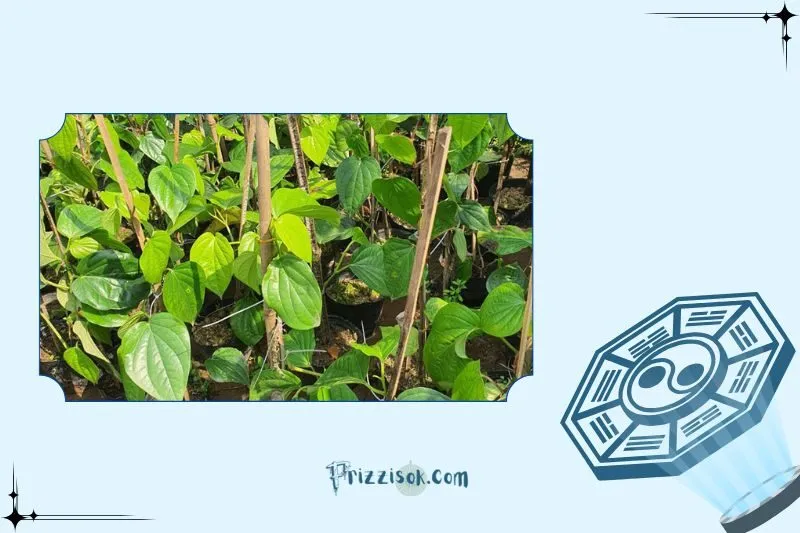 Cách trồng và chăm sóc cây trầu không để phát huy phong thủy tốt nhất