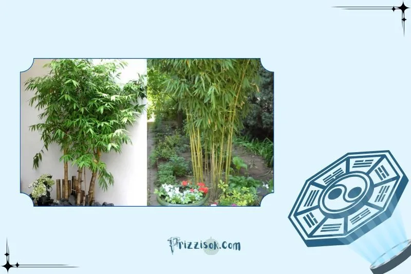 Cách trồng và chăm sóc cây tre phong thủy để luôn xanh tốt