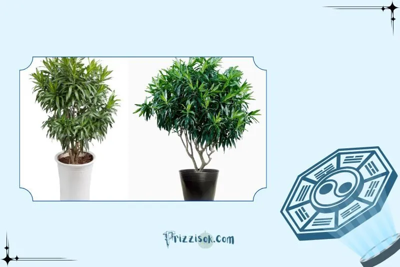 Cách trồng và chăm sóc cây Trúc Bách Hợp để phát triển tốt