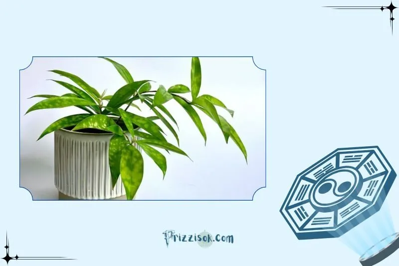 Cách trồng và chăm sóc cây trúc Nhật phong thủy tại nhà