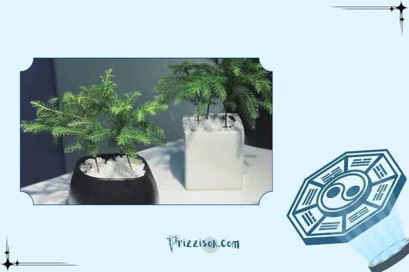 Cách trồng và chăm sóc cây tùng bách