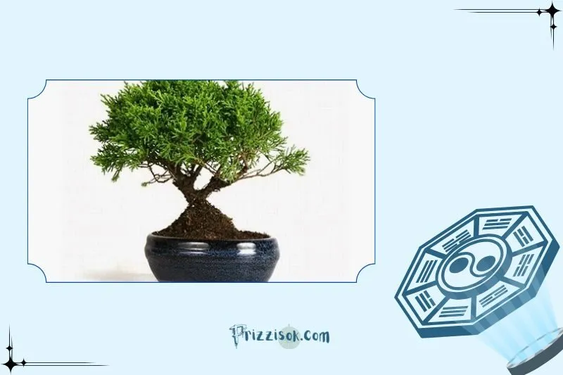 Cách trồng và chăm sóc cây Tùng Bồng Lai để cây phát triển tốt