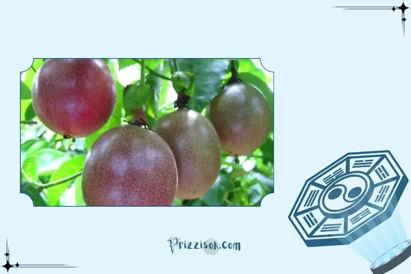 Cách tưới nước, bón phân và cắt tỉa đúng cách