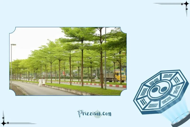 Cây bàng Đài Loan hợp mệnh nào?