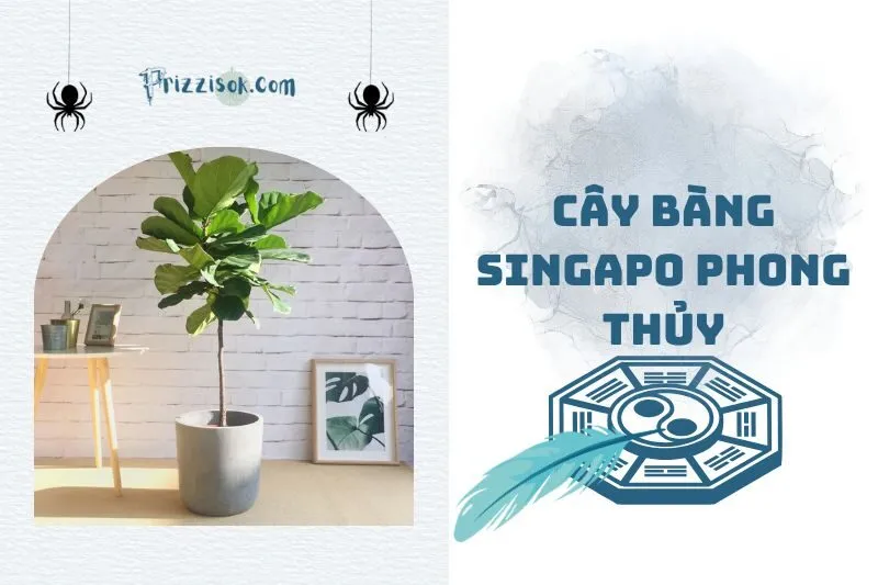 Cây bàng Singapore phong thủy 2025: Ý nghĩa và cách chăm sóc