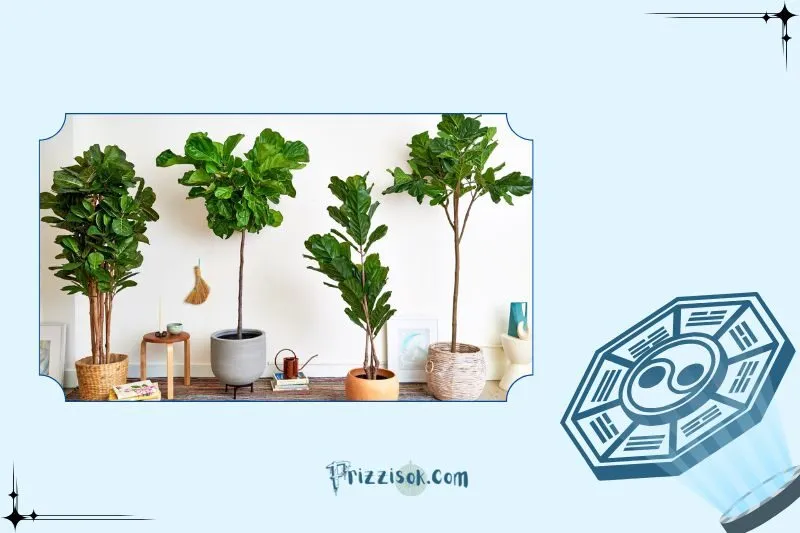 Cây bàng Singapore phong thủy là gì?