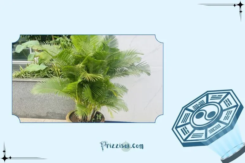 Cây Cau Cảnh Phong Thuỷ là cây gì?