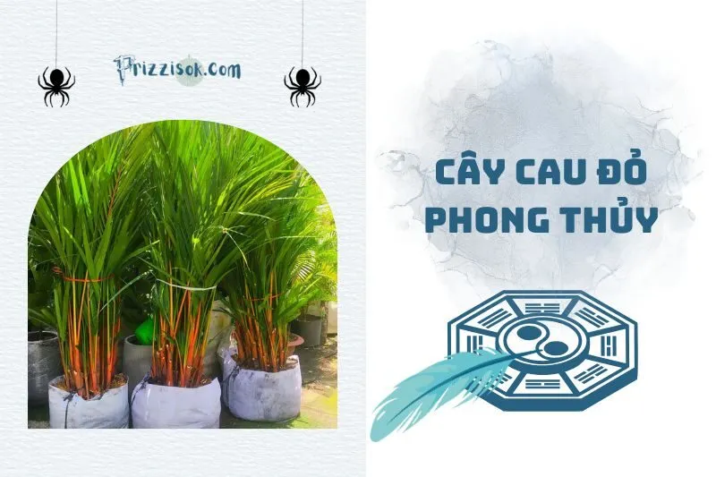 Cây cau đỏ phong thủy 2025: Ý nghĩa, cách trồng và chăm sóc