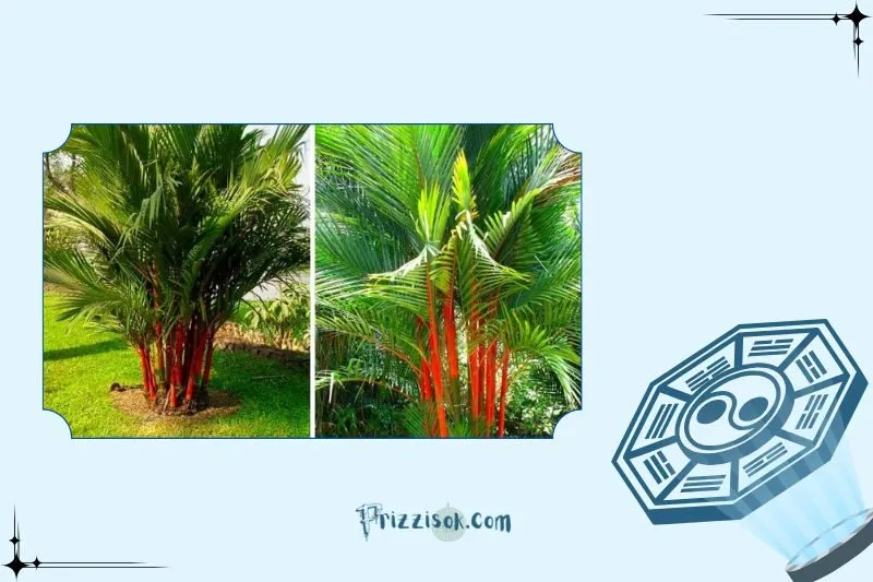 Cây cau đỏ phong thủy là cây gì?