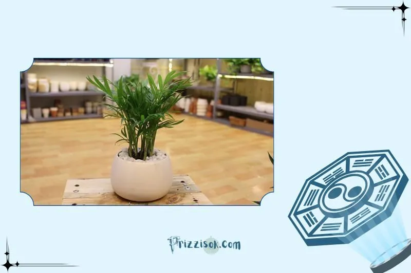 Cây cau tiểu trâm hợp với mệnh nào?