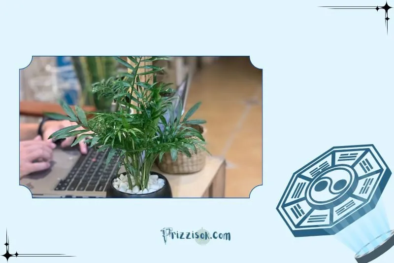 Cây cau tiểu trâm phong thuỷ là cây gì?