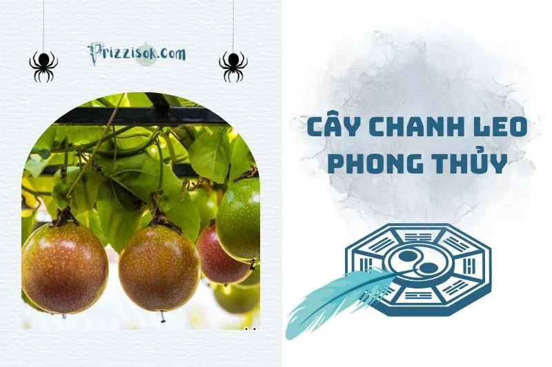 Cây chanh leo phong thủy 2025: Ý nghĩa, hợp mệnh gì, cách trồng