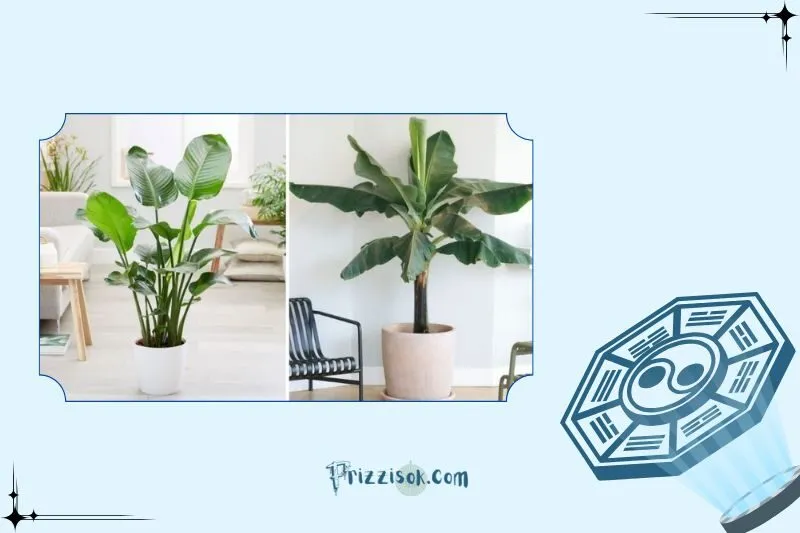 Cây chuối cảnh không hợp với mệnh nào?