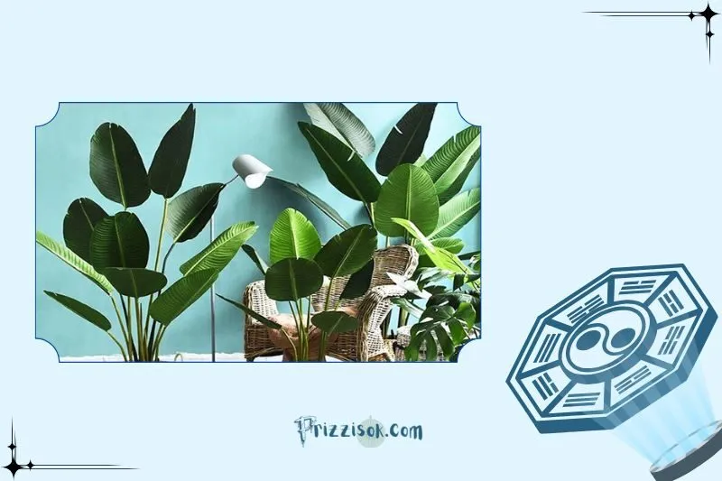 Cây chuối cảnh phong thủy là cây gì?