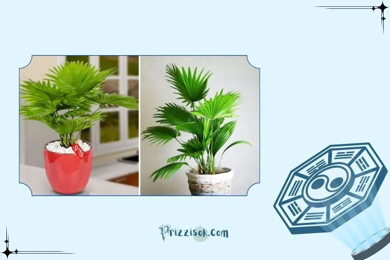 Cây cọ cảnh phong thủy là gì?