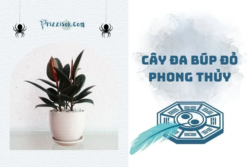Cây đa búp đỏ phong thủy 2025: Ý nghĩa, công dụng & cách trồng