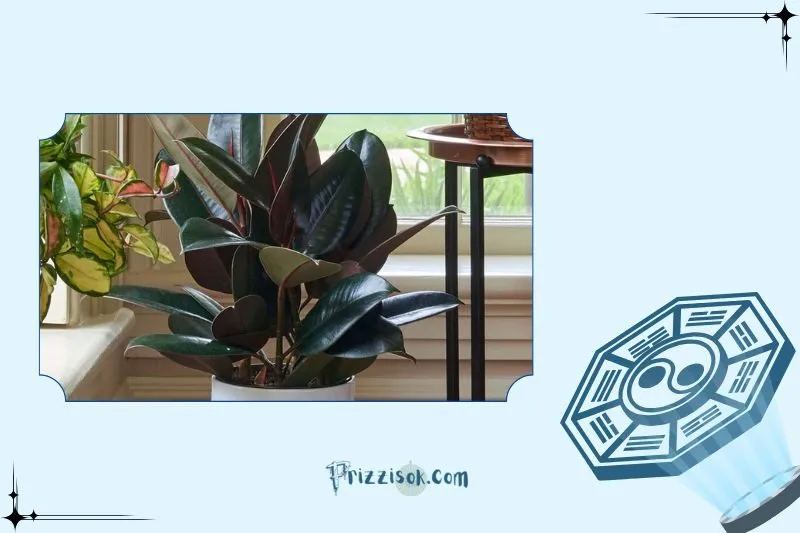 Cây đa búp đỏ phong thủy là cây gì?