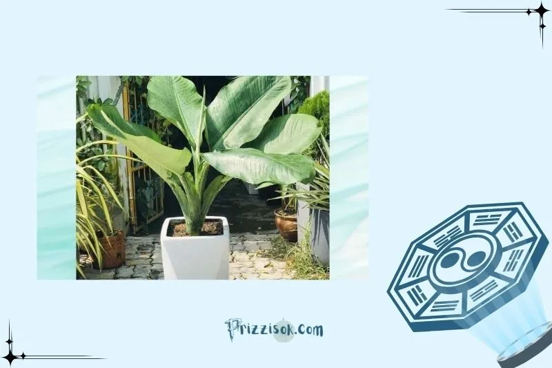 Cây Đại Phú Gia