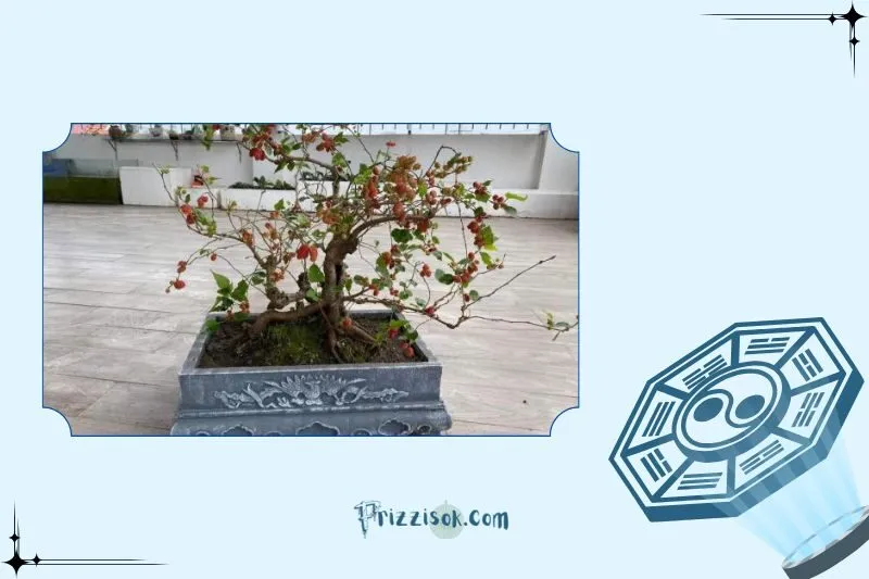 Cây dâu tằm hợp với mệnh nào, tuổi nào?
