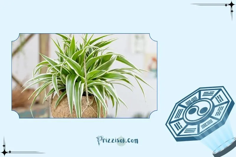 Cây dây nhện hợp với mệnh gì?