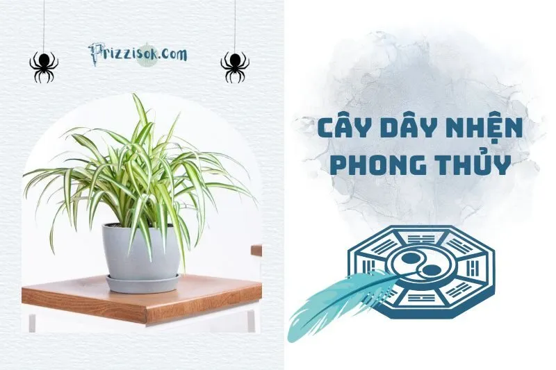 Cây Dây Nhện Phong Thủy 2025: Ý Nghĩa, Lợi Ích Và Cách Chăm Sóc