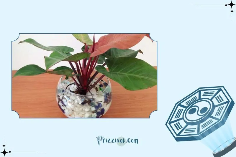 Cây đế vương phong thuỷ là cây gì?