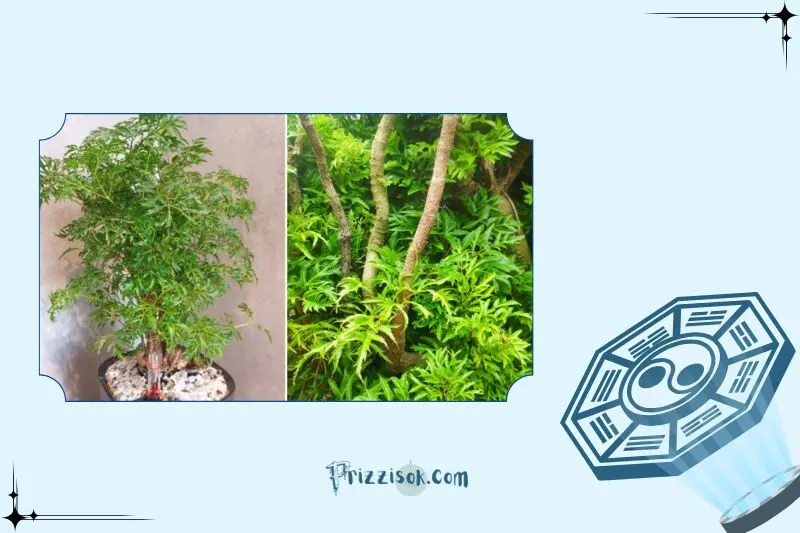 Cây đinh lăng phong thủy hợp với mệnh nào, tuổi nào?