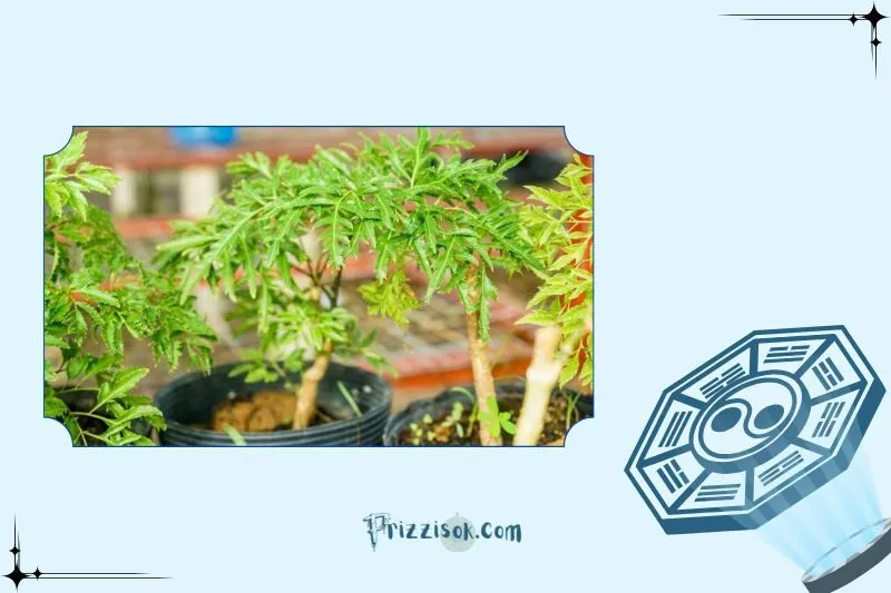 Cây đinh lăng phong thủy là cây gì? Ý nghĩa phong thủy và công dụng