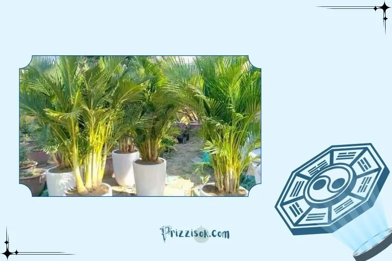 Cây dừa cảnh hợp với mệnh nào, tuổi nào?