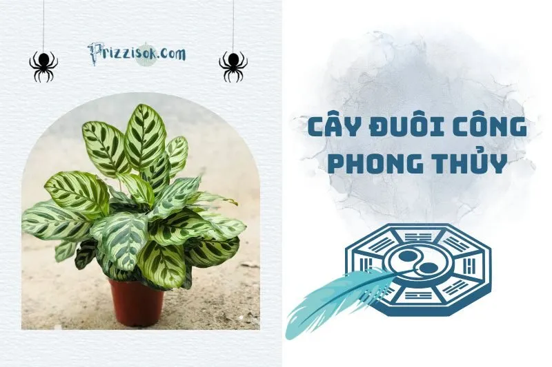 Cây Đuôi Công phong thuỷ: Ý nghĩa, cách trồng và chăm sóc 2025