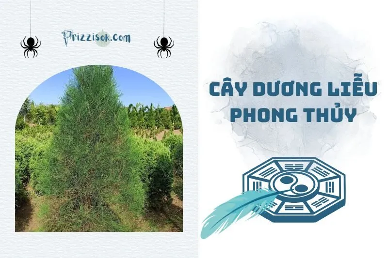 Cây dương liễu phong thủy 2025: Ý nghĩa, hợp mệnh nào, cách trồng